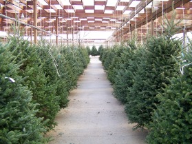 christmas-tree-lot-110661299979618wUf
